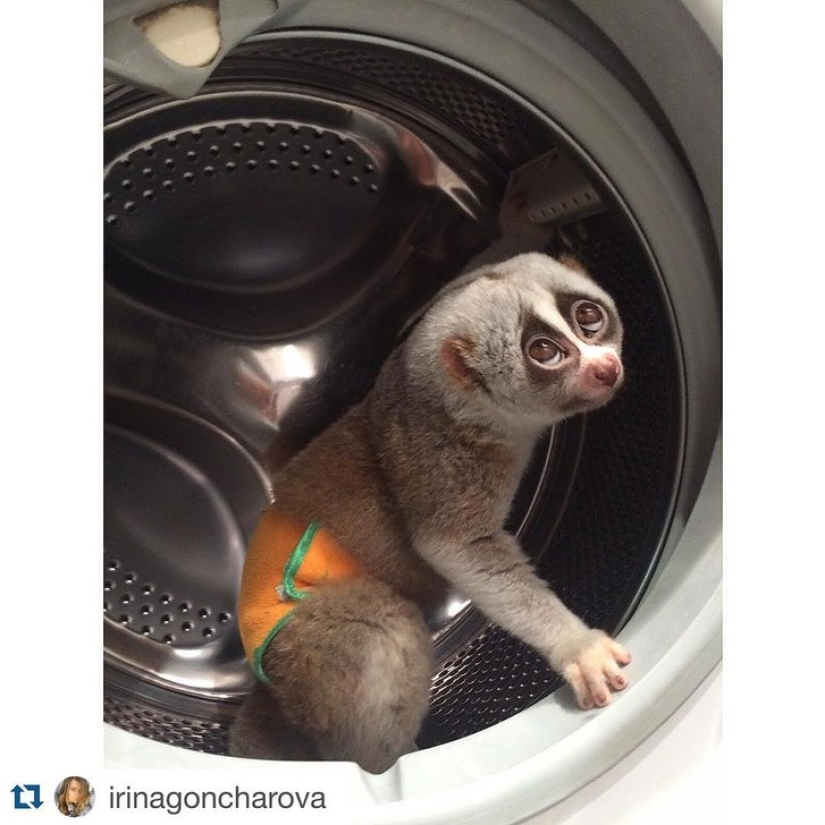 Lori llamada Sarah es el animal más conmovedor del mundo Lori llamada Sarah es el animal más conmovedor del mundo