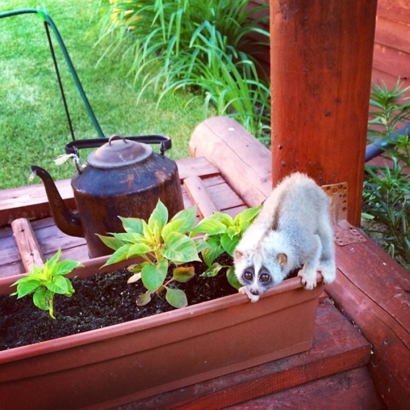 Lori llamada Sarah es el animal más conmovedor del mundo Lori llamada Sarah es el animal más conmovedor del mundo