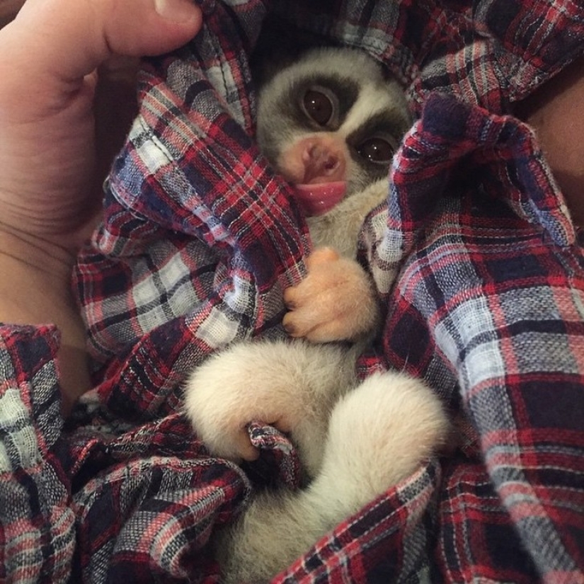 Lori named Sarah is the most touching animal in the world Lori named Sarah is the most touching animal in the world