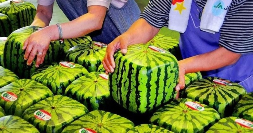 Los 10 alimentos más caros de Japón Los 10 alimentos más caros de Japón
