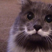 Los 10 animales más seguidos en Instagram