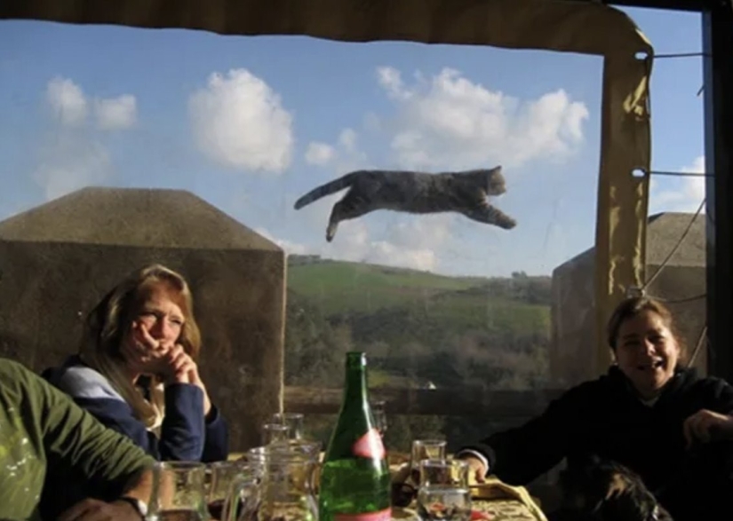Los 10 mejores gatos que arruinaron fotos perfectas