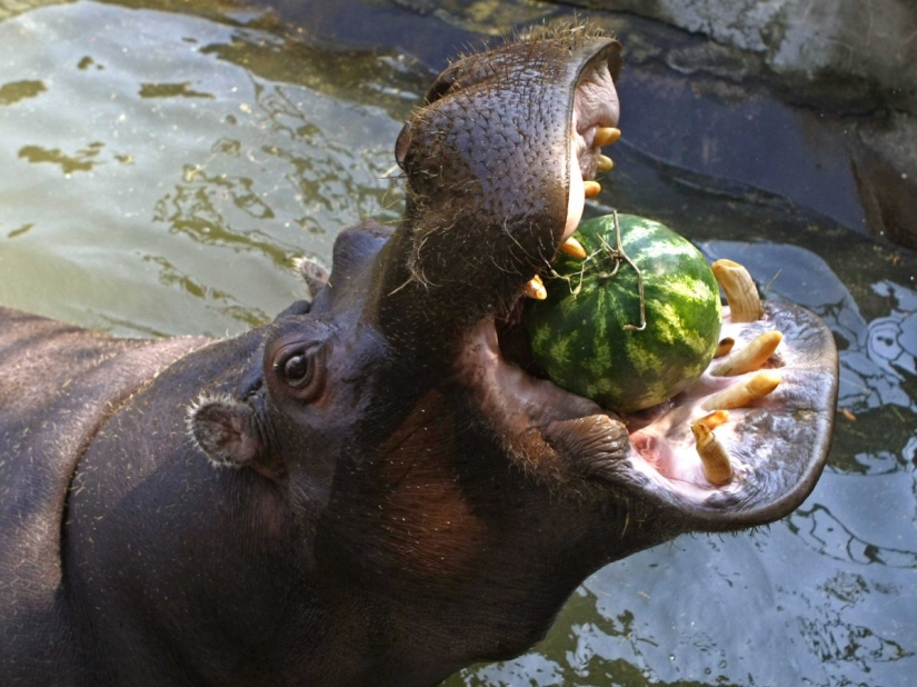 Los 15 animales más peligrosos del mundo