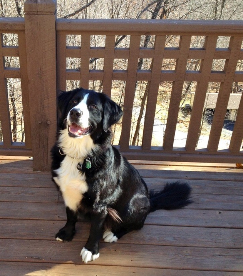 ¡Los 20 perros mestizos más lindos que harán que te enamores de ellos! ¡Los 20 perros mestizos más lindos que harán que te enamores de ellos!