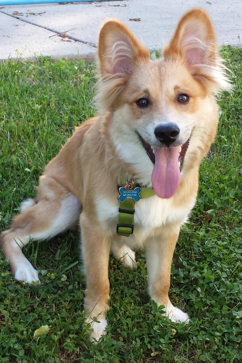 ¡Los 20 perros mestizos más lindos que harán que te enamores de ellos! ¡Los 20 perros mestizos más lindos que harán que te enamores de ellos!