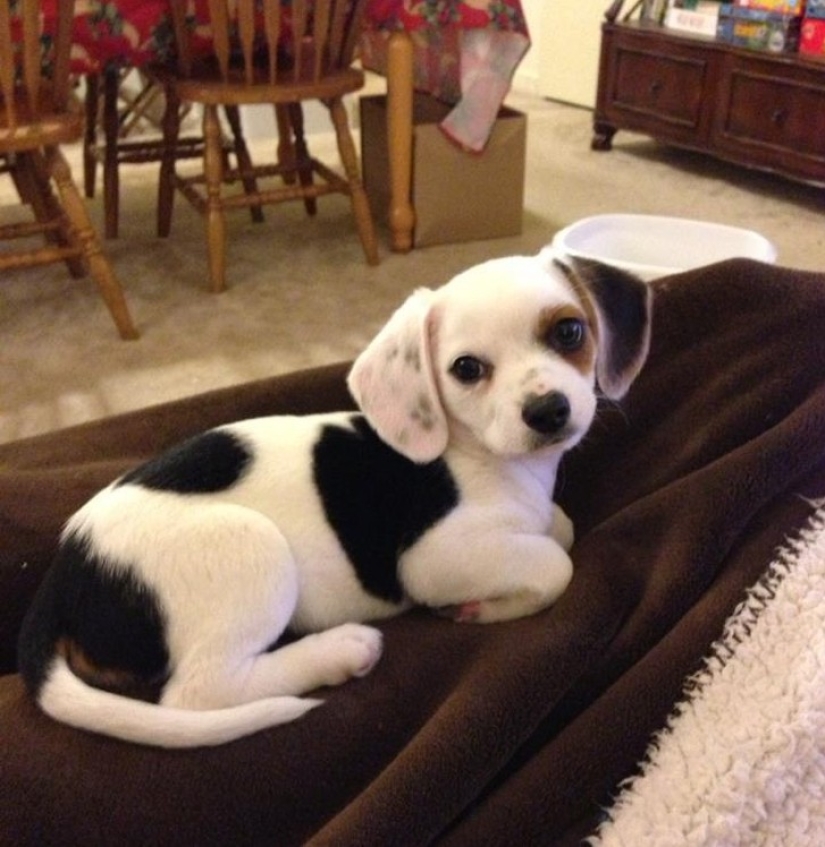 ¡Los 20 perros mestizos más lindos que harán que te enamores de ellos! ¡Los 20 perros mestizos más lindos que harán que te enamores de ellos!