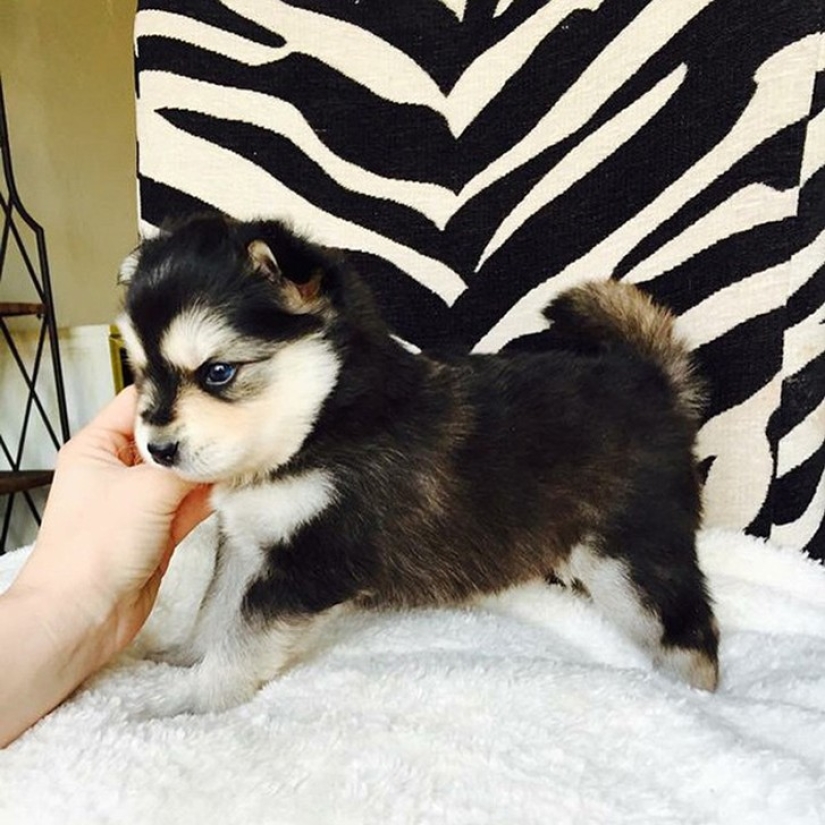 ¡Los 20 perros mestizos más lindos que harán que te enamores de ellos! ¡Los 20 perros mestizos más lindos que harán que te enamores de ellos!