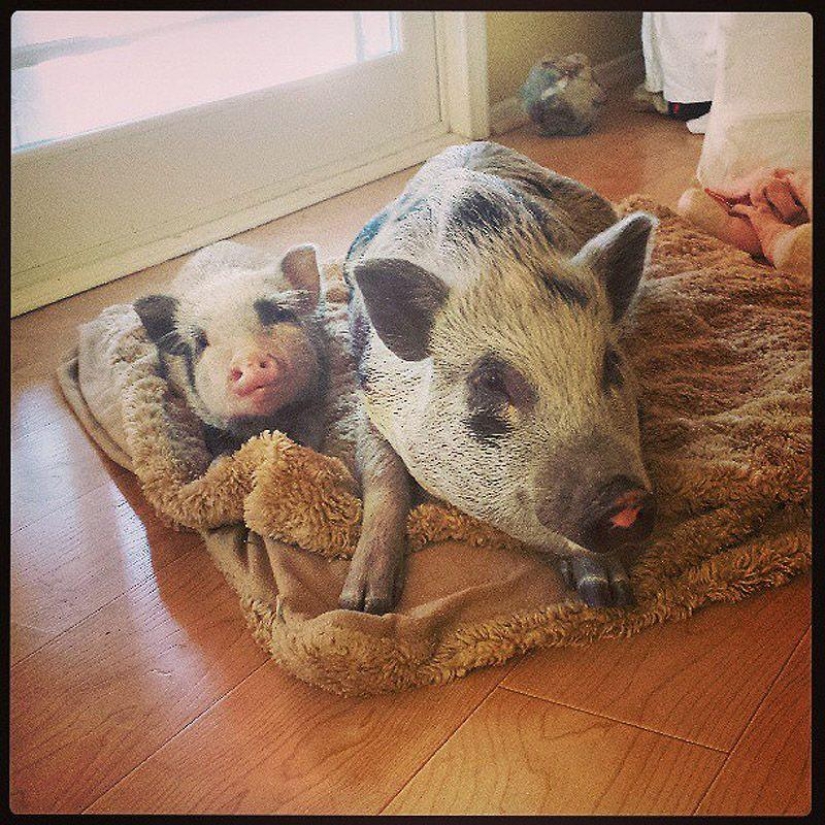 Los 43 Instagrams más conmovedores de 2013