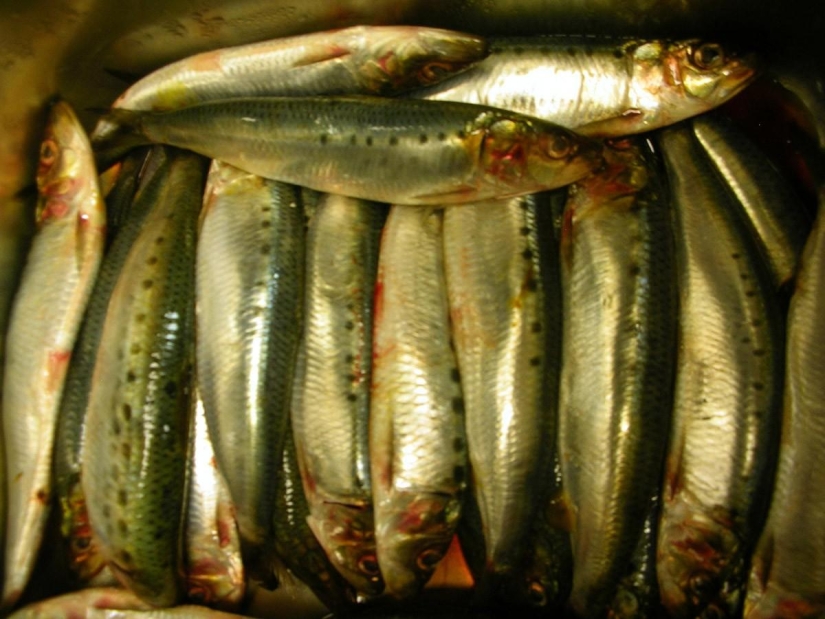 Los alimentos más útiles para el cuerpo.