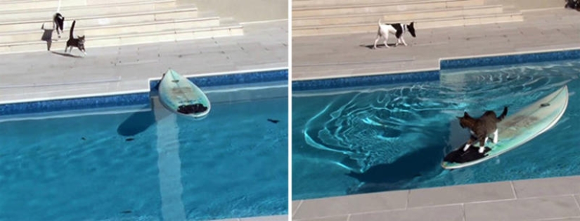 Los animales que hicieron estallar Internet Los animales que hicieron estallar Internet