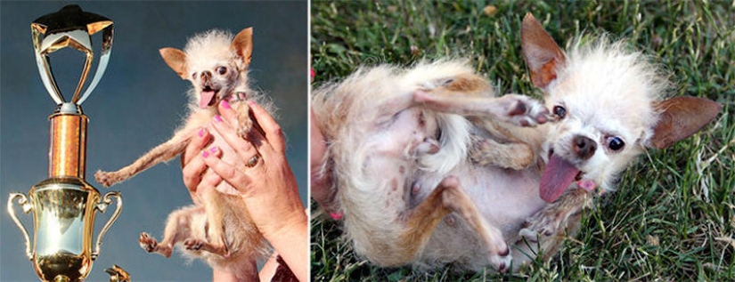 Los animales que hicieron estallar Internet Los animales que hicieron estallar Internet