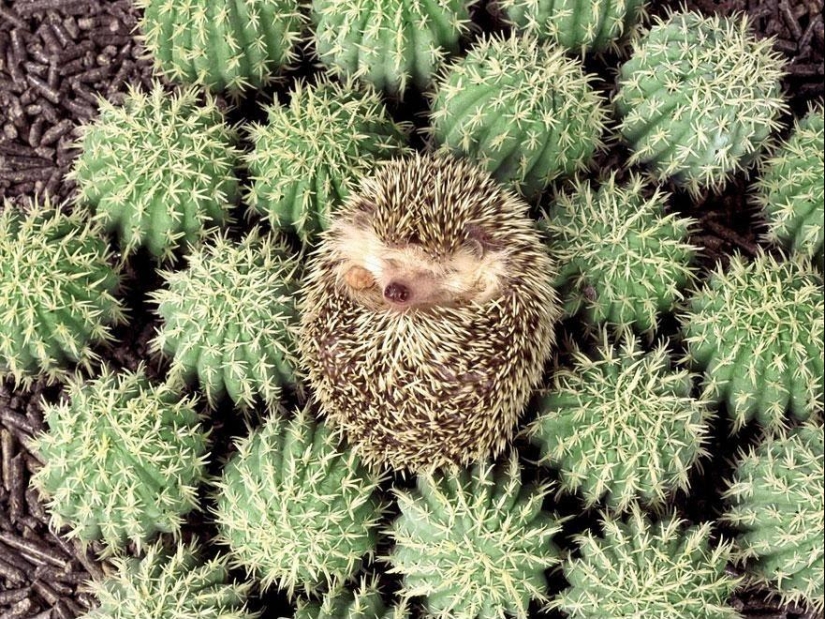 Los animales son maestros del disfraz.