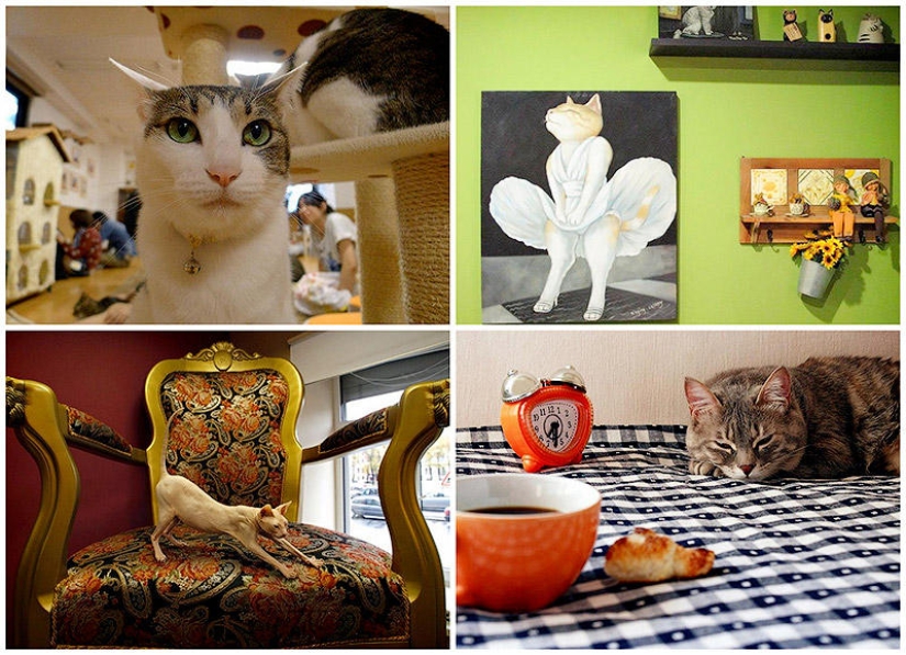 Los cafés "gatos" más inusuales de todo el mundo. Los cafés "gatos" más inusuales de todo el mundo.