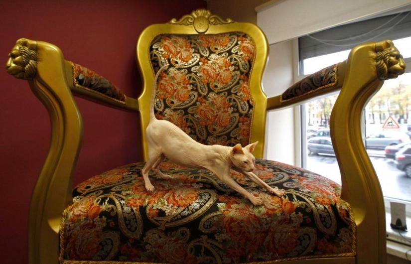 Los cafés "gatos" más inusuales de todo el mundo. Los cafés "gatos" más inusuales de todo el mundo.