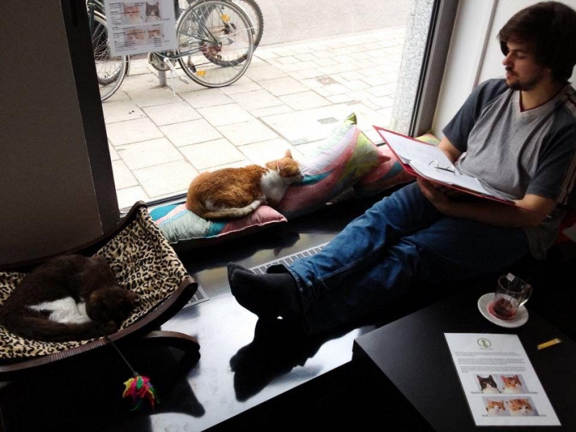 Los cafés "gatos" más inusuales de todo el mundo. Los cafés "gatos" más inusuales de todo el mundo.