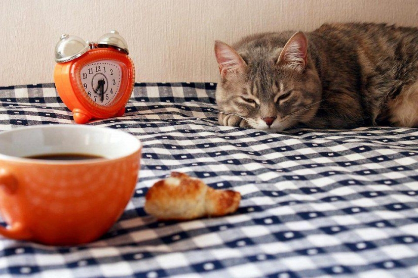 Los cafés "gatos" más inusuales de todo el mundo. Los cafés "gatos" más inusuales de todo el mundo.