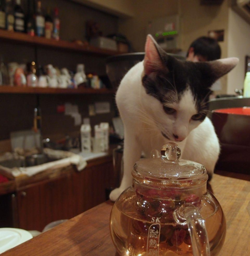 Los cafés "gatos" más inusuales de todo el mundo. Los cafés "gatos" más inusuales de todo el mundo.