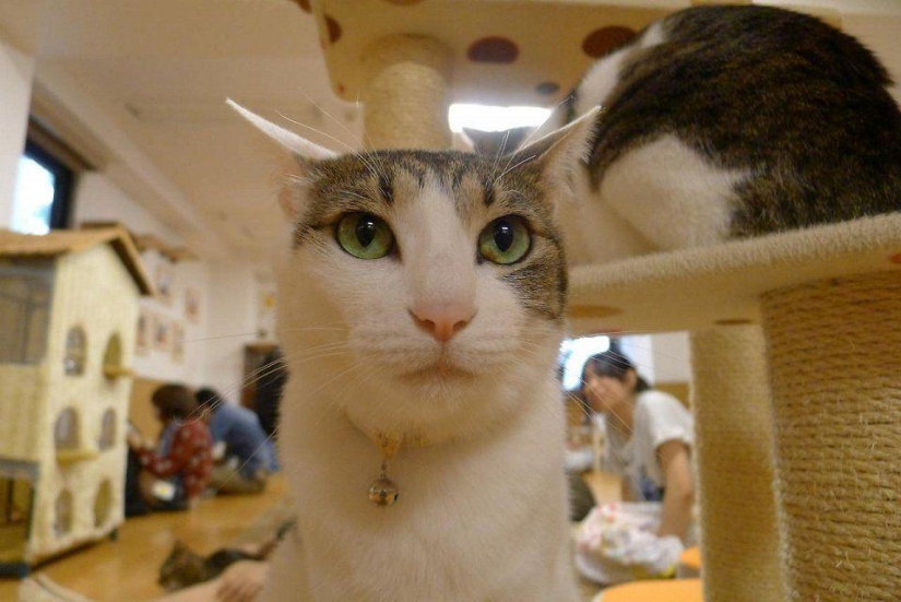 Los cafés "gatos" más inusuales de todo el mundo. Los cafés "gatos" más inusuales de todo el mundo.