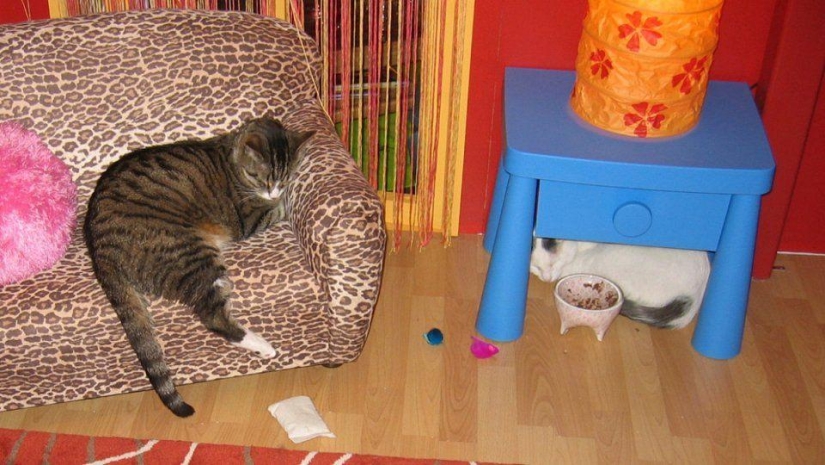 Los cafés "gatos" más inusuales de todo el mundo. Los cafés "gatos" más inusuales de todo el mundo.