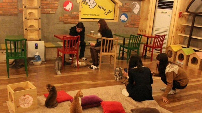 Los cafés "gatos" más inusuales de todo el mundo. Los cafés "gatos" más inusuales de todo el mundo.
