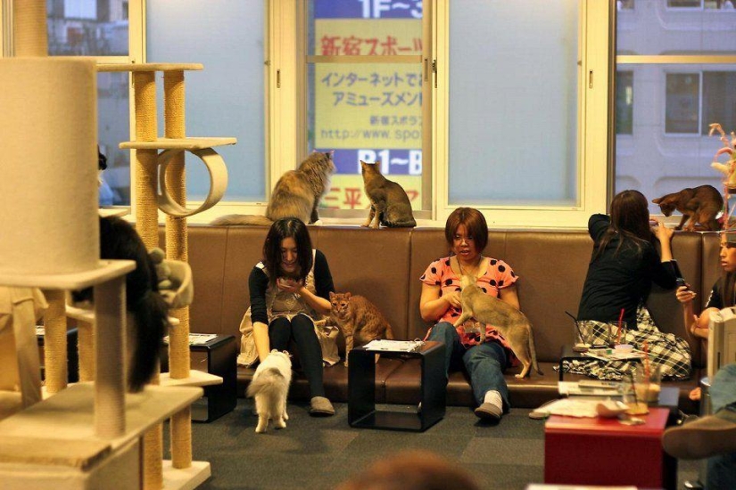 Los cafés "gatos" más inusuales de todo el mundo. Los cafés "gatos" más inusuales de todo el mundo.