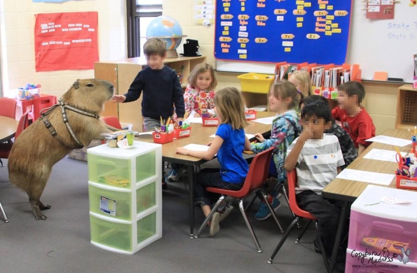 Los capibaras son simplemente adorables