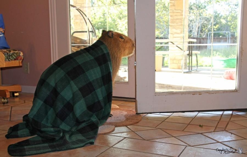 Los capibaras son simplemente adorables