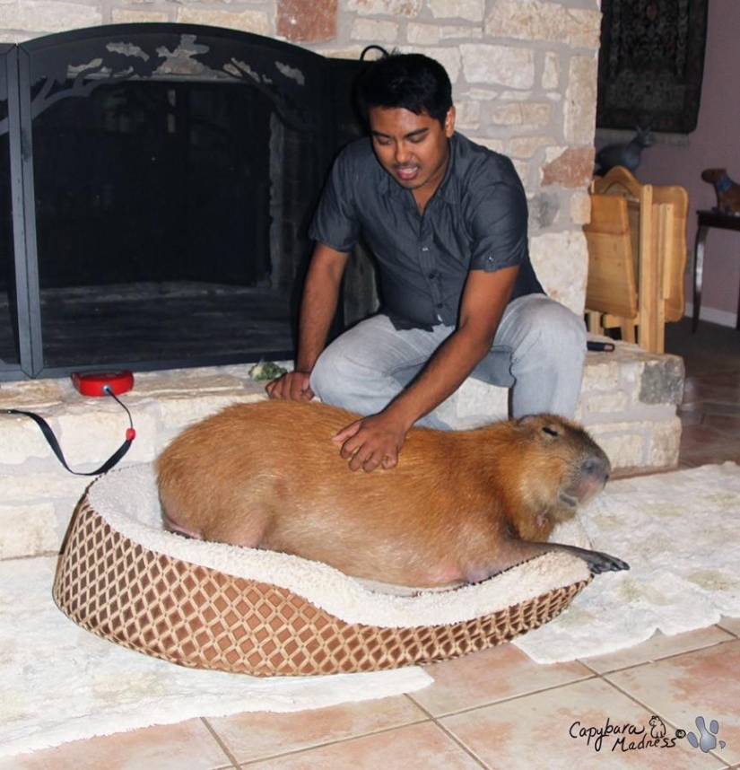 Los capibaras son simplemente adorables