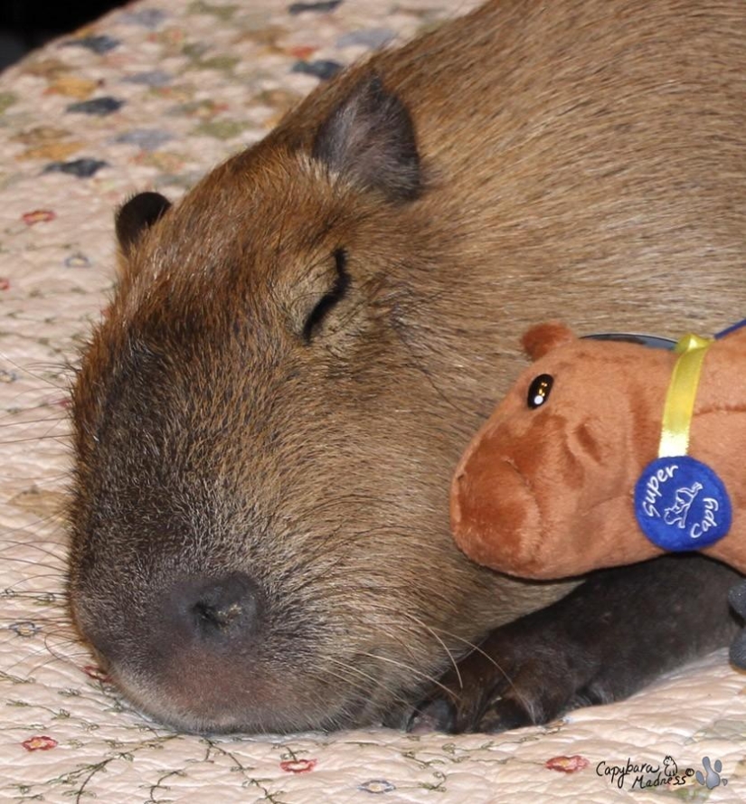 Los capibaras son simplemente adorables