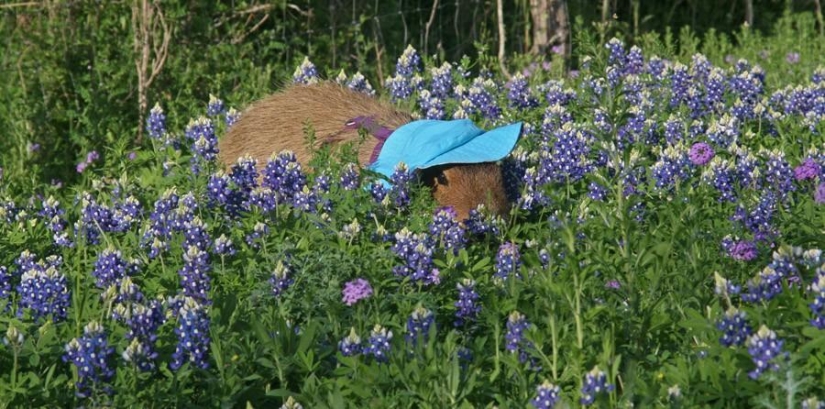 Los capibaras son simplemente adorables