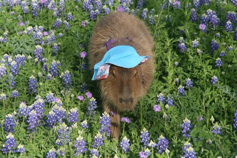 Los capibaras son simplemente adorables