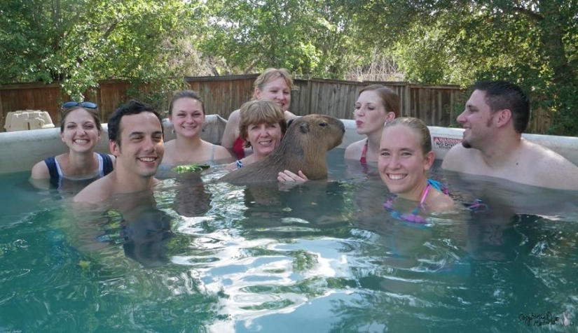 Los capibaras son simplemente adorables