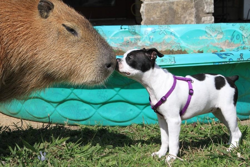 Los capibaras son simplemente adorables