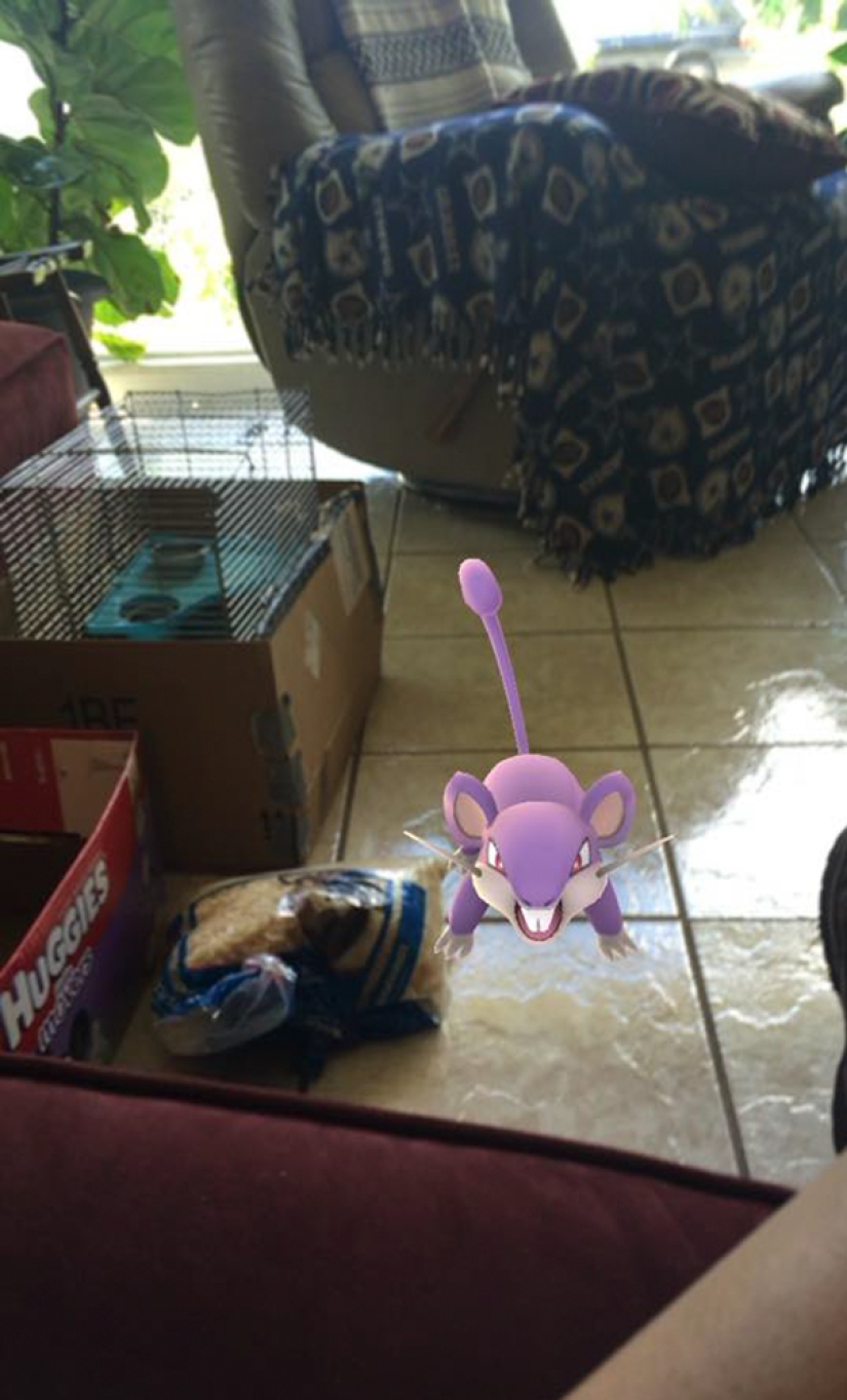 Los cazadores de Pokémon salvaron de la muerte a 27 roedores abandonados