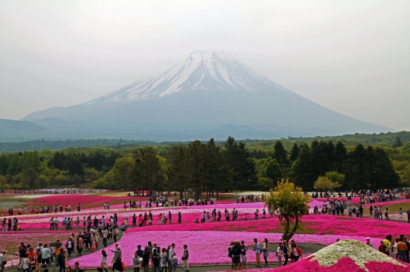 Los cerezos en flor no son los únicos en Japón en primavera