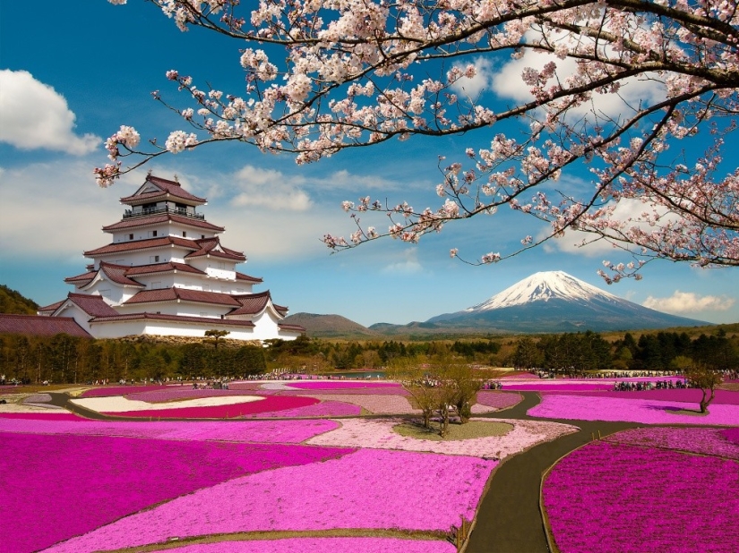 Los cerezos en flor no son los únicos en Japón en primavera
