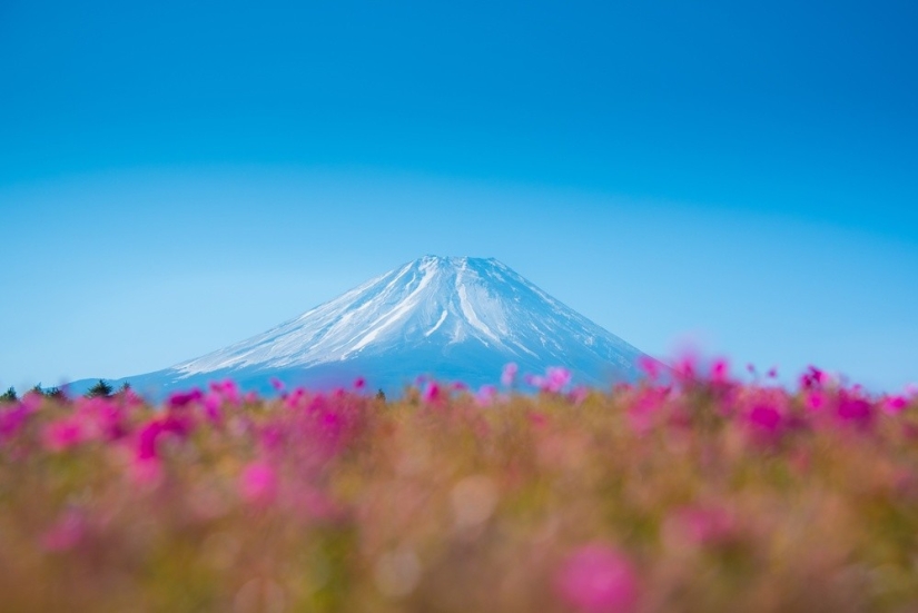 Los cerezos en flor no son los únicos en Japón en primavera