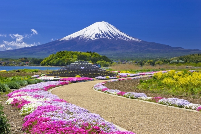Los cerezos en flor no son los únicos en Japón en primavera