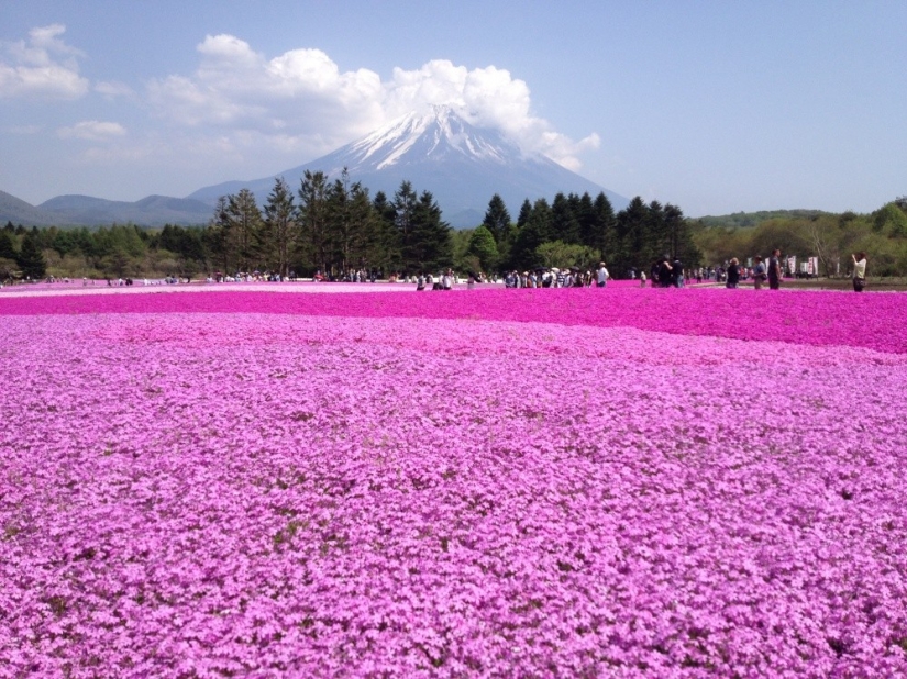 Los cerezos en flor no son los únicos en Japón en primavera