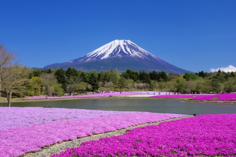 Los cerezos en flor no son los únicos en Japón en primavera