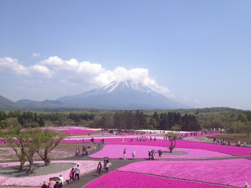 Los cerezos en flor no son los únicos en Japón en primavera