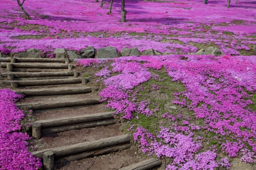 Los cerezos en flor no son los únicos en Japón en primavera