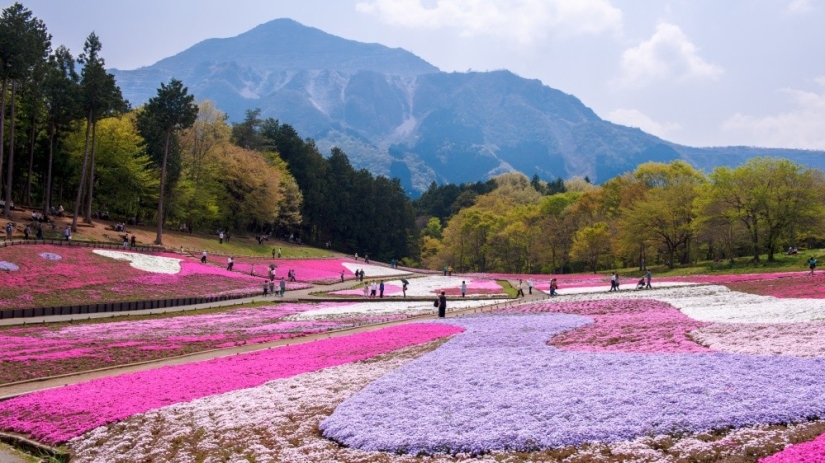 Los cerezos en flor no son los únicos en Japón en primavera