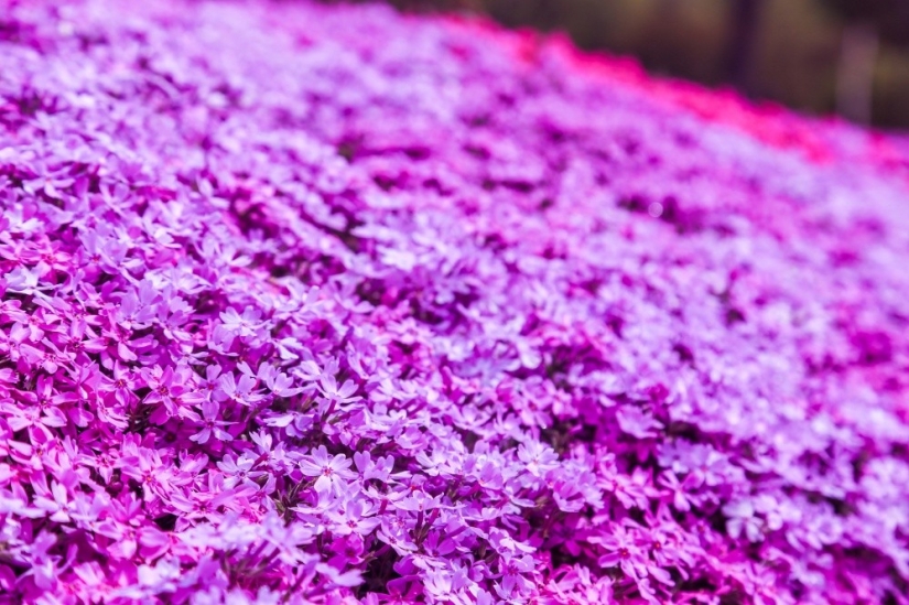 Los cerezos en flor no son los únicos en Japón en primavera