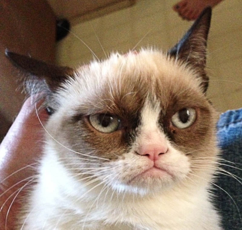 Los cinco gatos más famosos de Internet