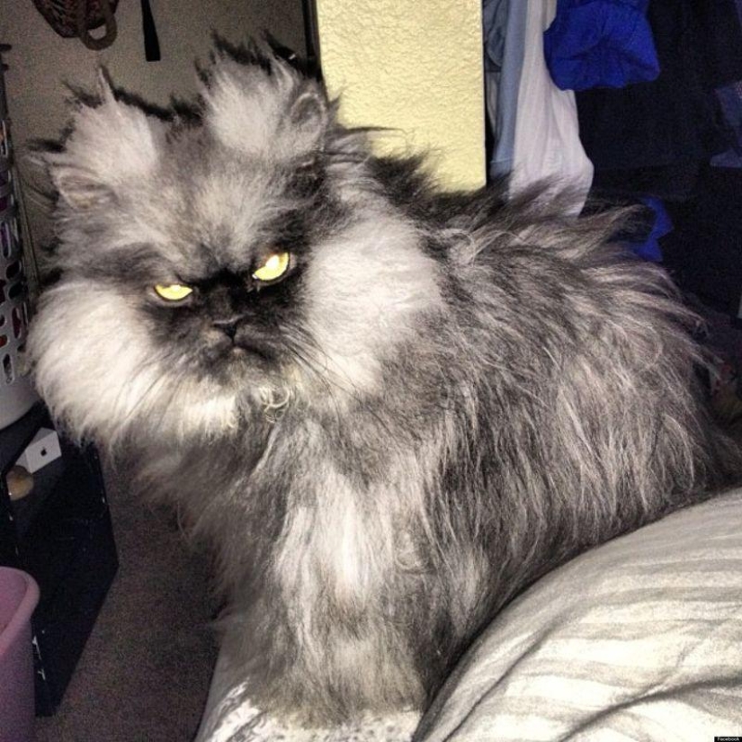 Los cinco gatos más famosos de Internet
