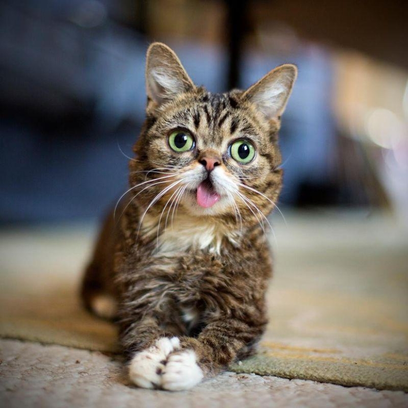 Los cinco gatos más famosos de Internet