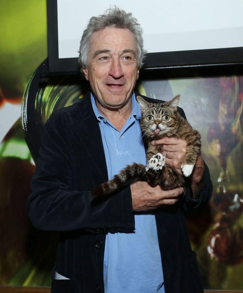 Los cinco gatos más famosos de Internet