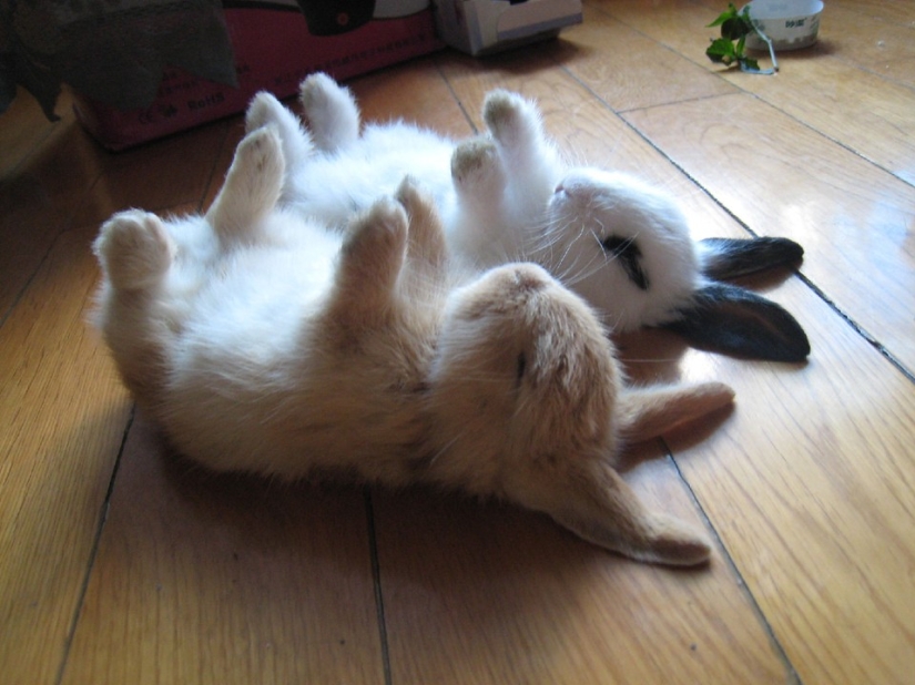 Los conejos son los nuevos gatos. Los conejos son los nuevos gatos.