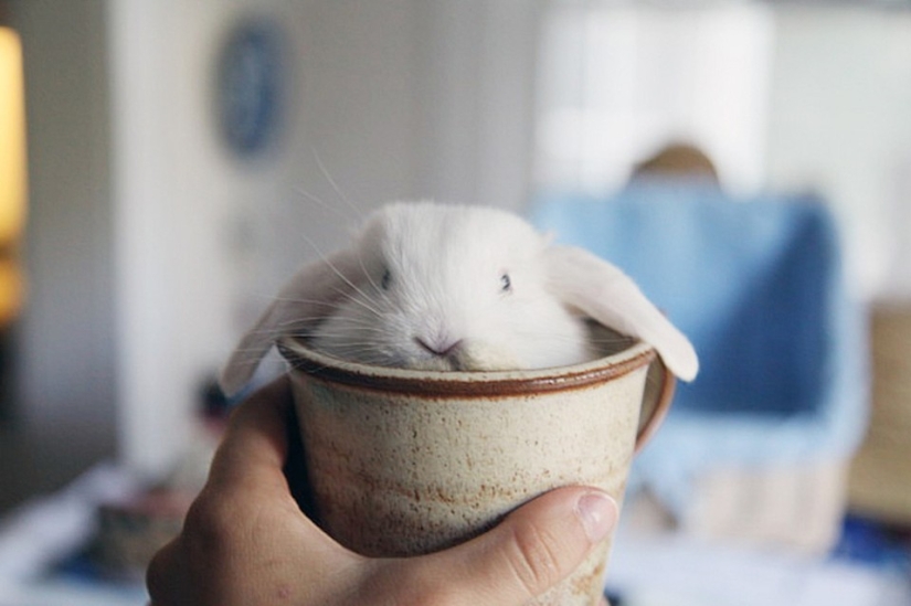 Los conejos son los nuevos gatos. Los conejos son los nuevos gatos.